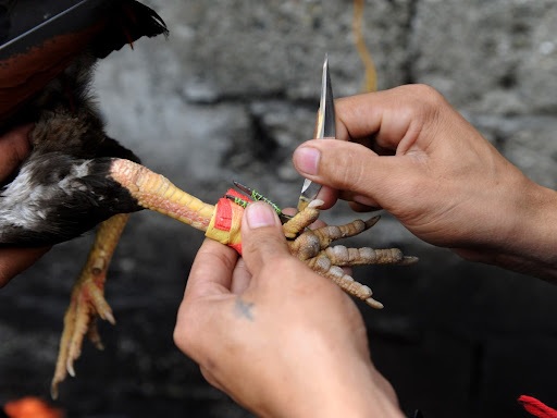 đá gà cựa dao là gì